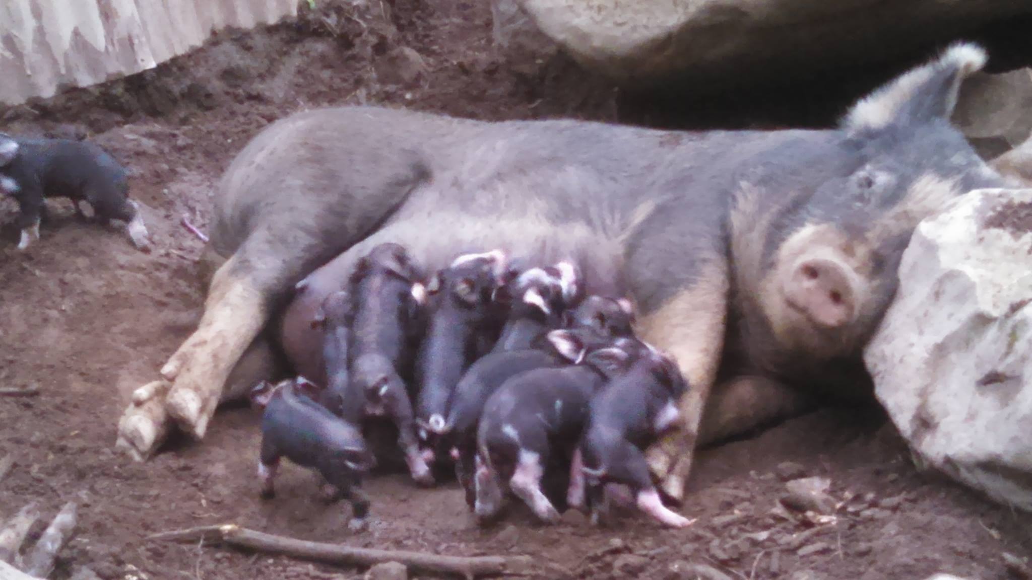 pigs 2015.jpg